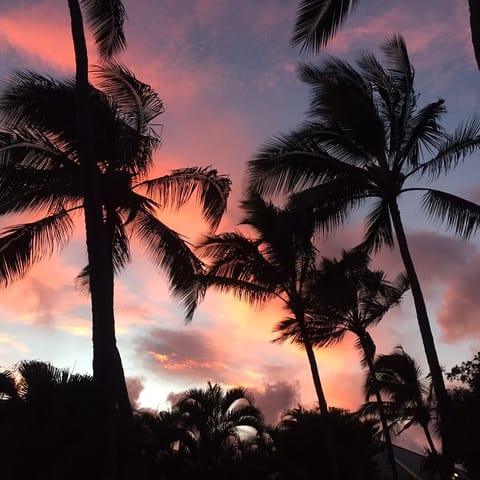 Palms trees and sunset at Grand Hyatt