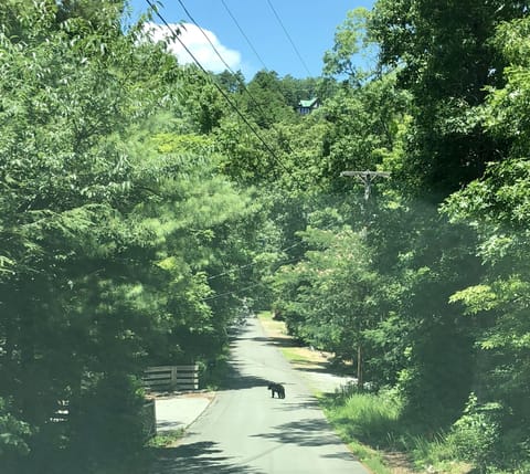 Bears abound in the National Park just minutes away