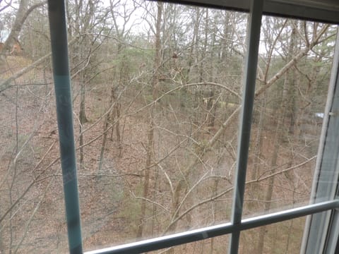 A view from the back porch in early spring.