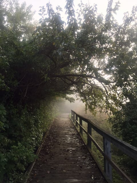 Trail behind the house