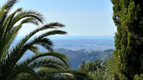 Sky, Natural Landscape, Terrestrial Plant, Vegetation, Arecales, Tree, Landscape, Plant, Palm Tree, Forest