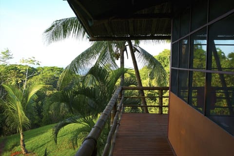 View above jungle canopy to beach.