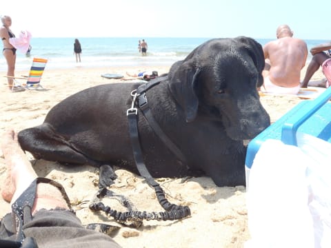 Beach nearby, sun loungers