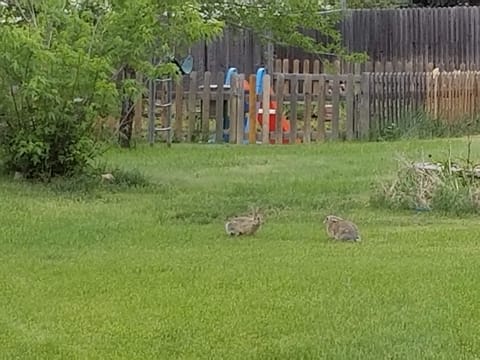 Watch the bunnies from the back patio