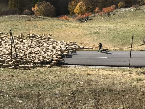 In the Autumn the shepherds move their flocks down the valley