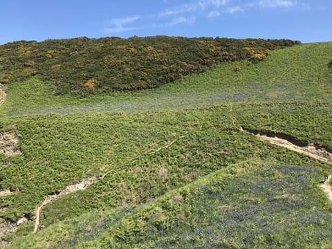Wild bluebell meadow and path down to our beach from our fields