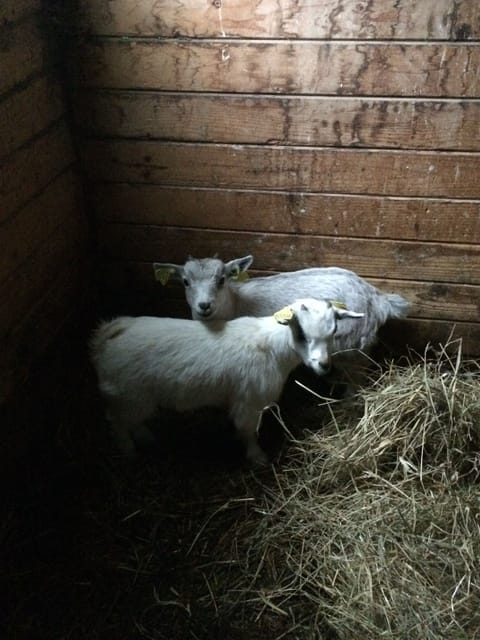 Guilbert & Sullivan our Toy Goats