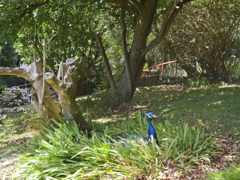 Tame Indian blue peacocks roam free | Trewartha-By-Chy, Crackington Haven