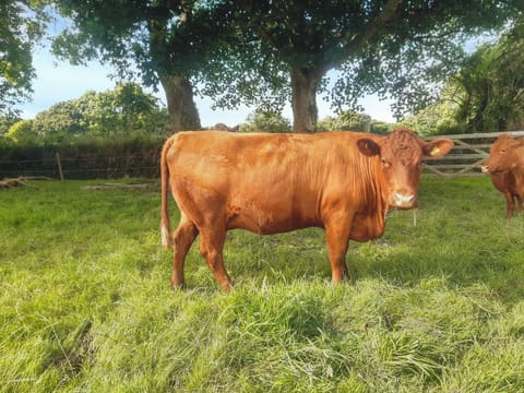 Not categorised | The Old Dairy, Mount Hawke