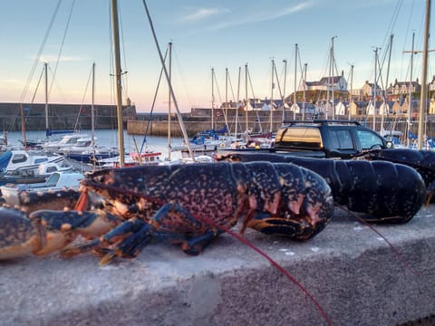 Harbour | Salty Dog, Findochty, near Buckie