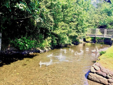 The famous Halls Beck ducks. Surrounding area | Apple Tree Cottage, Bassenthwaite, near Keswick
