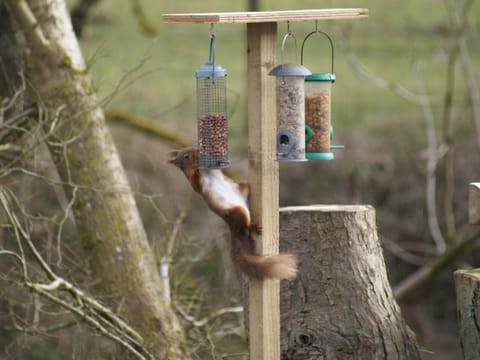 Occasional visits from the local wildlife | Riverside Cottage, Boreland, near Lockerbie