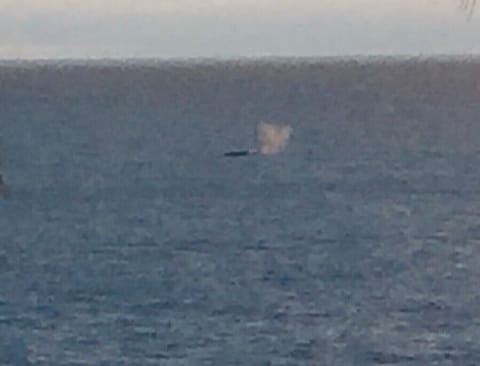 Whale watching from our lanai