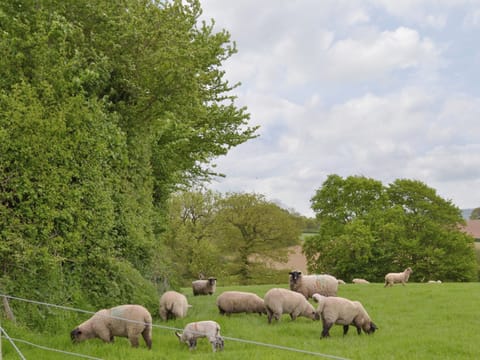 Beautiful rural location | Orchard View Barn - Little Clyst William Farm Cottages, Plymtree, near Cullompton