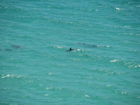 View of dolphins from the balcony.
