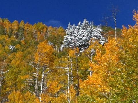 Beautiful Scenery Near the House