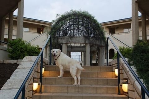 Even Dogs Love it Here