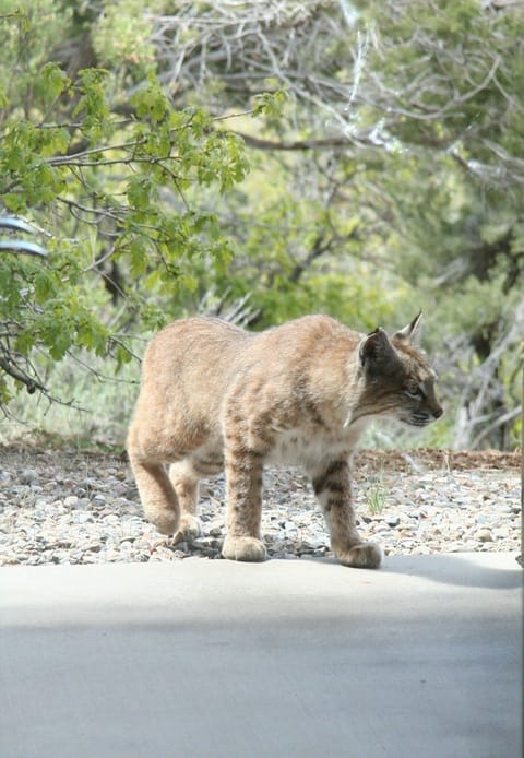 Bobcat at the door