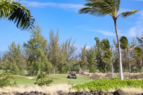 Golfers enjoying a sunny round on a beautiful , palm lined course.