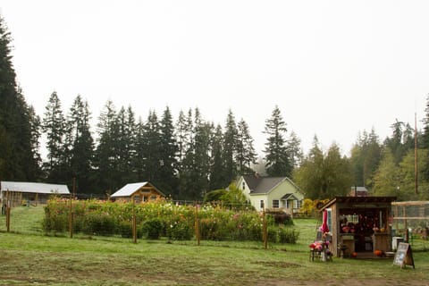 Dahlia Field & Dahlia House