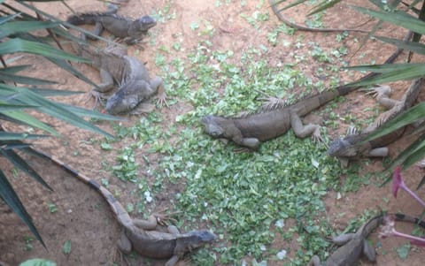 Wild Green Iguanas at feeding time.