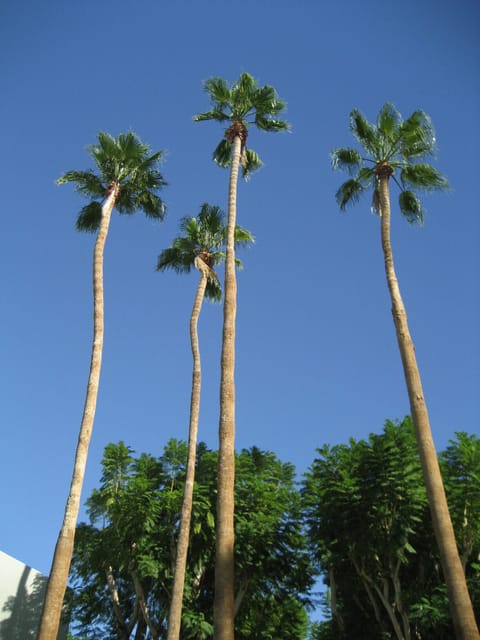 View From Pool Lounge Chair