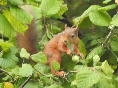 Red squirrel in back garden
