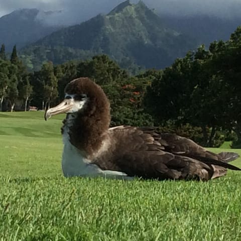 Fledgling Albatross on the Golf course.