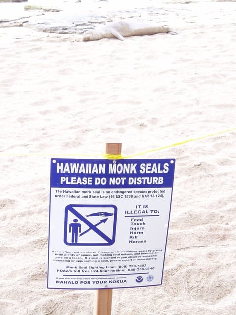 Monk Seal Warning