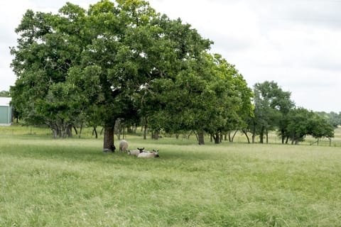 Serving as an active wool farm, you'll love seeing the resident sheep