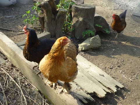 Goldilocks and her friends lay very good eggs