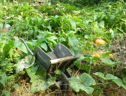 A natural garden, shared with wildlife