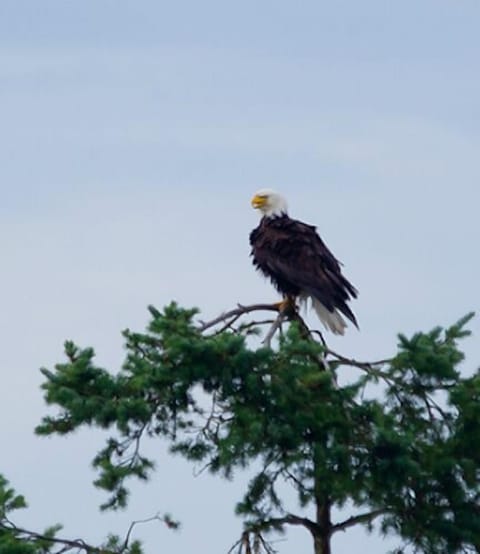 This eagle lives right on this property!
