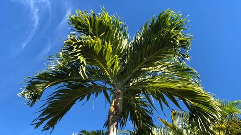 Palm tree in the cool breeze at South Beach - Just steps from Dolphin Cottage