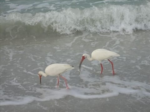 Beach nearby, sun loungers, beach towels