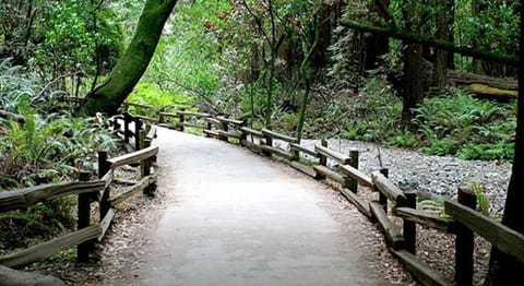 Henry Cowell state park, great redwoods