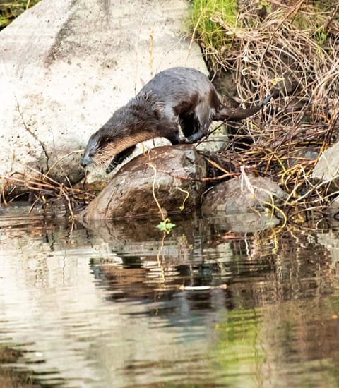 River Otter seen at semi-private beach only minutes walk from the house.