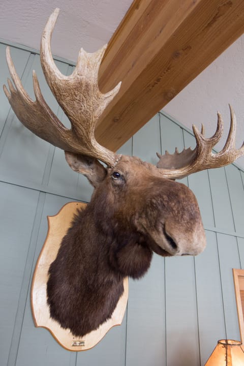 Meet Fred The House Moose. He's been here a long time and you will love him.