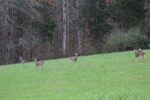Lots and lots of inquisitive deer.