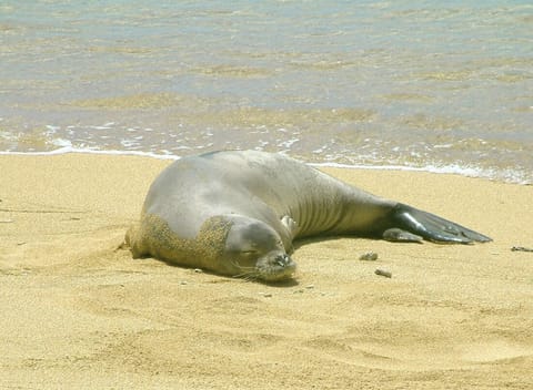 On the beach, sun loungers