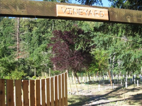 Walk through the vineyard and garden