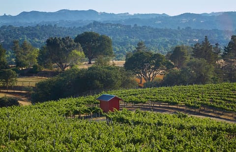 Vineyard and pump house, views from the main residence.