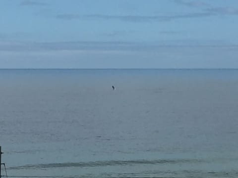 View from Deck of Whale Jumping 