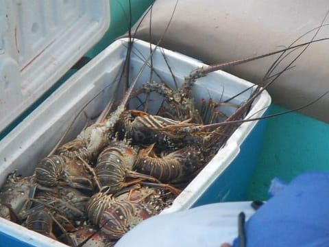 Just ask and our guide will fill the ice chest with lobster at no charge!