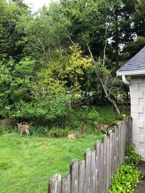 Deer visit the property daily!