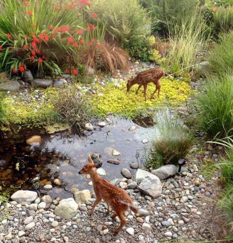 Twin fawns enjoying the pond