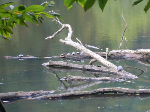 Turtles sunning at Pike Lake.