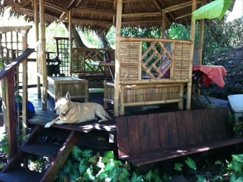 Polynesian gazebo guarded by beloved Hawaiian poi dog Leo