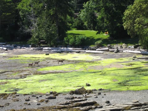 local deer travelling along at low tide