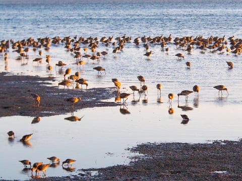 Sandpipers on the bay right below the house